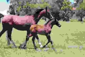 Horses for Sale in Lebanon: Buyer’s Guide | Global Equine Marketplace