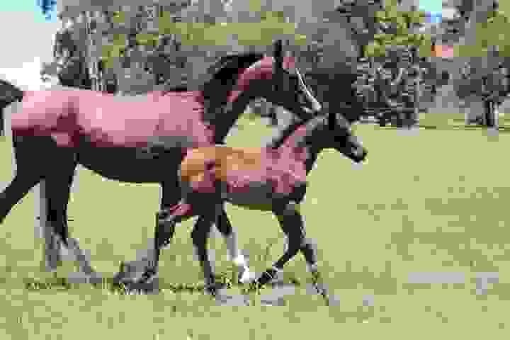 Horses for Sale in Lebanon: Buyer’s Guide | Global Equine Marketplace