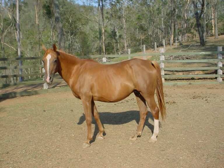 Horses for Sale in Lisbon | Global Equine Marketplace