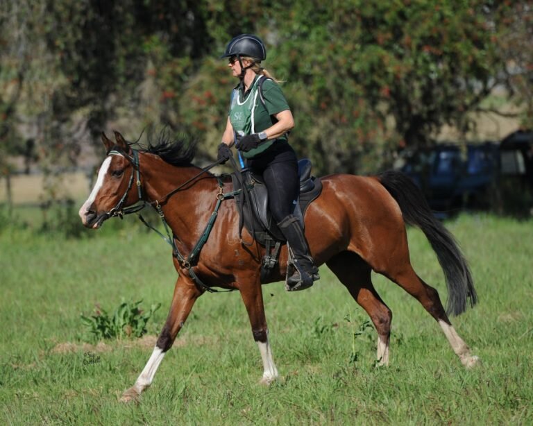 Horses for Sale in Manchester | Global Equine Marketplace