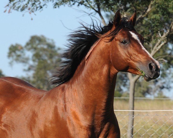 Horses for Sale in Miami | Global Equine Marketplace