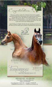 Horses for Sale in Minnesota | Global Equine Marketplace