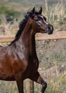 Horses for Sale in Montana | Global Equine Marketplace