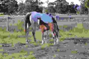 Horses for Sale in Nigeria: Buyer’s Guide | Global Equine Marketplace