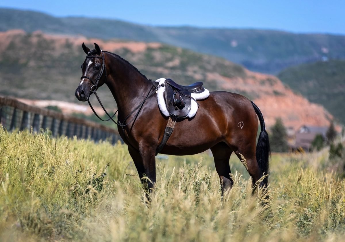 Horses for Sale in Ocala Florida | Global Equine Marketplace