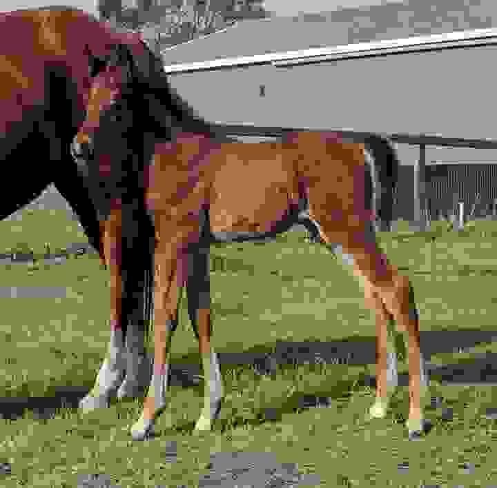 Horses for Sale in Ohio | Global Equine Marketplace