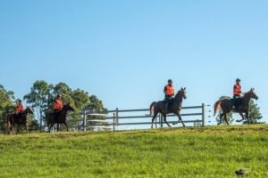 Horses for Sale in Oregon | Global Equine Marketplace