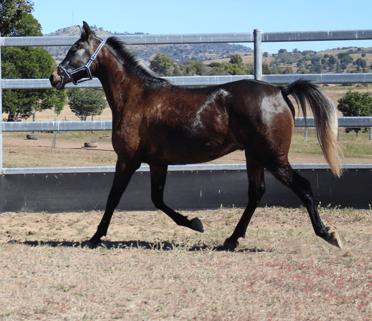 Horses for Sale in Pennsylvania | Global Equine Marketplace