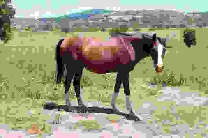 Horses for Sale in Tennessee | Global Equine Marketplace