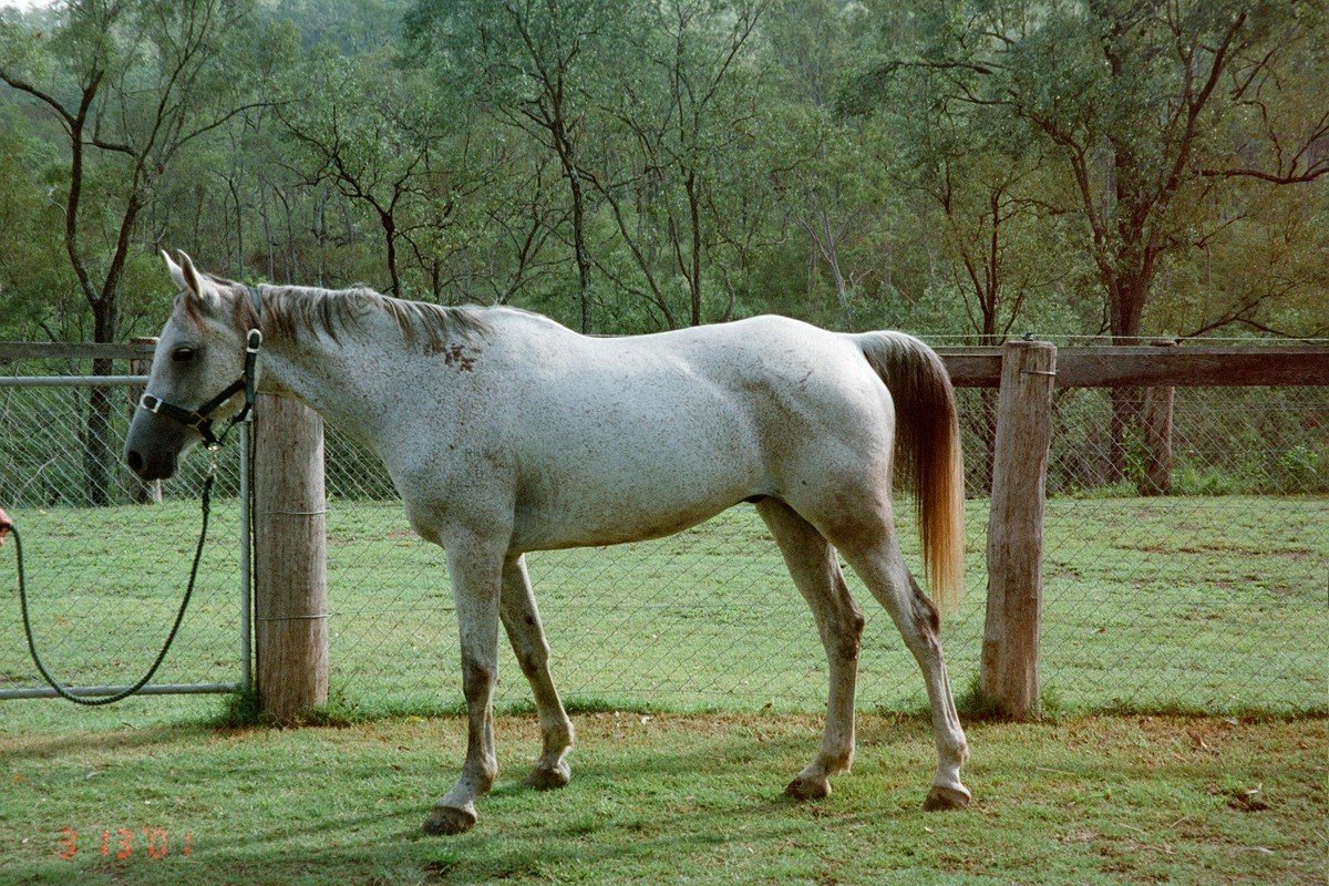 Horses for Sale in Vienna | Global Equine Marketplace
