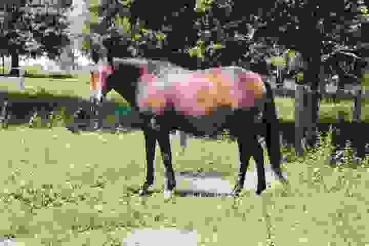 Horses for Sale in Virginia | Global Equine Marketplace