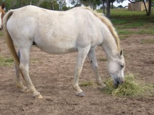 Horses for Sale in Warsaw | Global Equine Marketplace