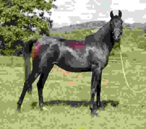 Horses for Sale in Washington State | Global Equine Marketplace