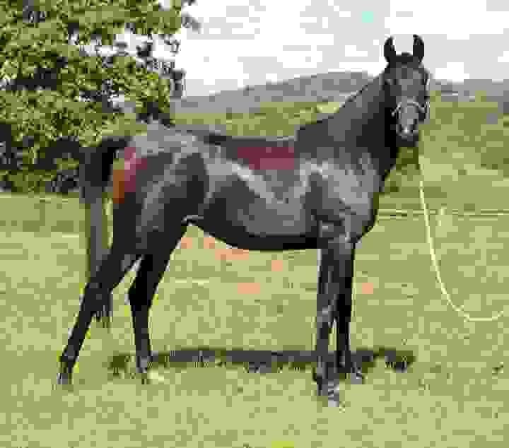 Horses for Sale in Washington State | Global Equine Marketplace