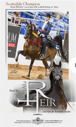 Horses for Sale in Wisconsin | Global Equine Marketplace