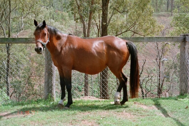 Horses for Sale in Zurich | Global Equine Marketplace