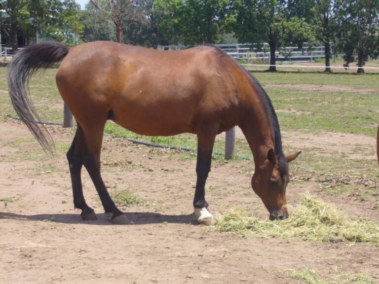 How Are Horses Transported Internationally? | Global Equine Marketplace
