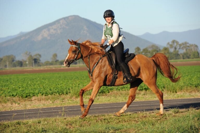 How Do Horse Export Companies Work? | Global Equine Marketplace