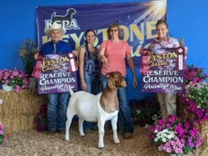 How to Buy Breeding Bulls: Buyer’s Guide | Global Equine Marketplace