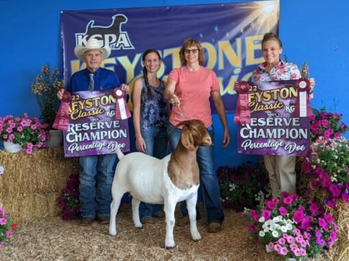 How to Buy Breeding Bulls: Buyer’s Guide | Global Equine Marketplace