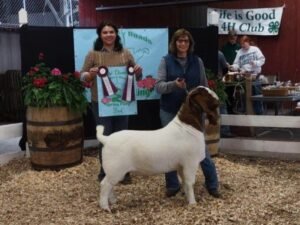 How to Buy Cattle: Beginner’s Complete Guide | Global Equine Marketplace