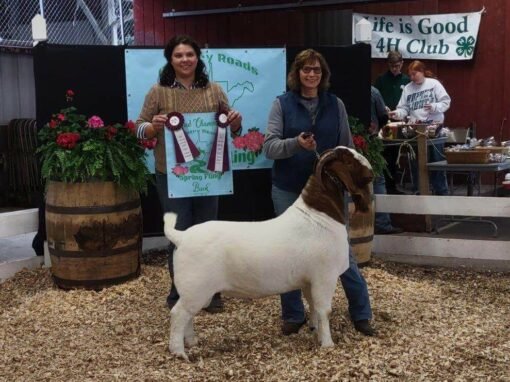 How to Buy Cattle: Beginner’s Complete Guide | Global Equine Marketplace