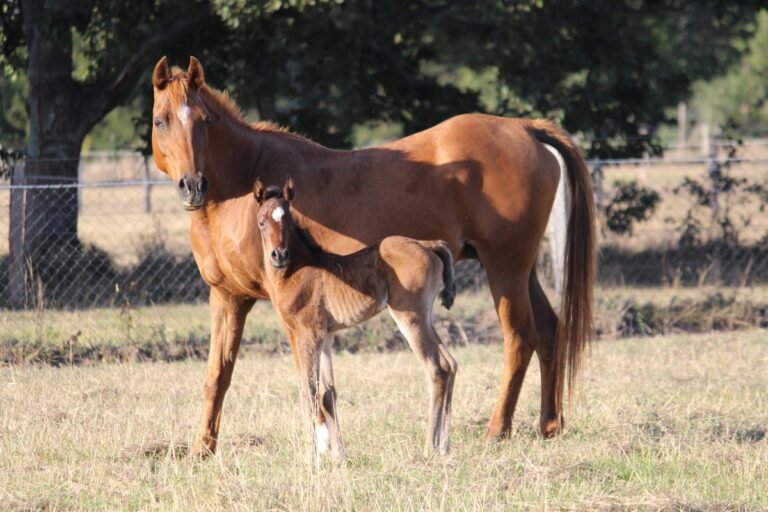 How to Check a Horse’s Passport and ID | Global Equine Marketplace