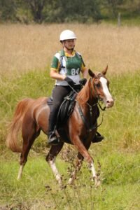 Is It Safe to Buy a Horse From Abroad? | Global Equine Marketplace