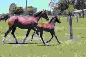 Kentaur Equestrian Gear: Guide | Global Equine Marketplace