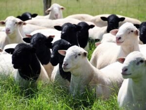 Lacaune Sheep for Sale- Best Livestock Farmers — for sale worldwide | Global Equine Marketplace