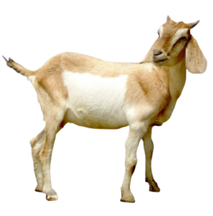 Lacaune Sheep for Sale — for sale worldwide | Global Equine Marketplace Lacaune Sheep for Sale — for sale worldwide | Global Equine Marketplace