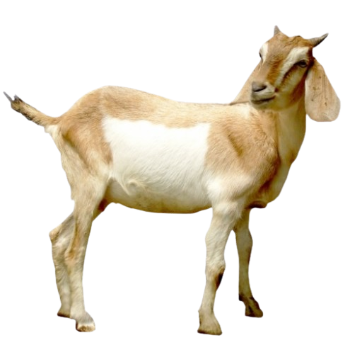 Lacaune Sheep for Sale — for sale worldwide | Global Equine Marketplace