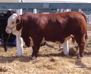 Limousin Cattle For Sale - Live stock animals for sale worldwide - Global Equine Marketplace Limousin Cattle For Sale - Live stock animals for sale worldwide - Global Equine Marketplace