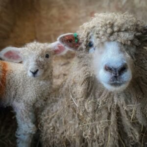Lincoln Sheep for Sale for sale worldwide - Global Equine Marketplace