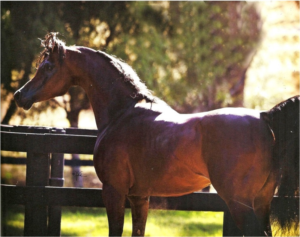 Meilleure nourriture pour chevaux de baril — for sale worldwide | Global Equine Marketplace