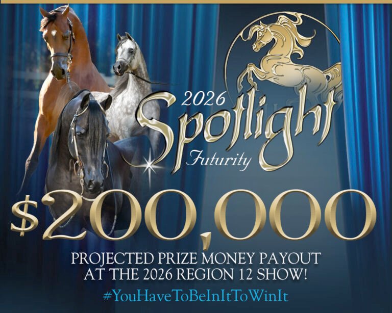 Melhor alimentação para cavalos em Dubai — for sale worldwide | Global Equine Marketplace
