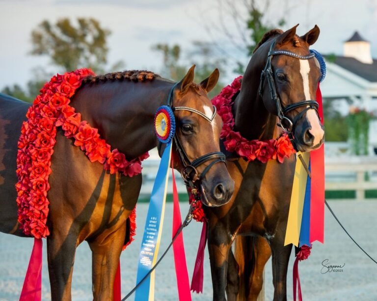 Melhor ração para cavalos de barril — for sale worldwide | Global Equine Marketplace