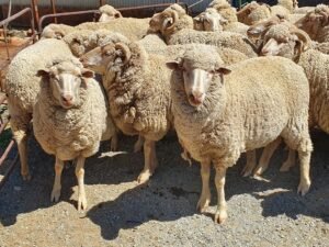 Merino Sheep for Sale for sale worldwide - Global Equine Marketplace Merino Sheep for Sale for sale worldwide - Global Equine Marketplace