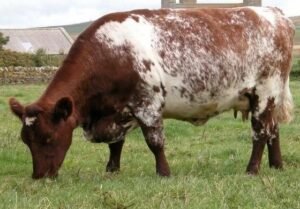 Milking Shorthorn Cattle For Sale - Live stock animals for sale worldwide - Global Equine Marketplace