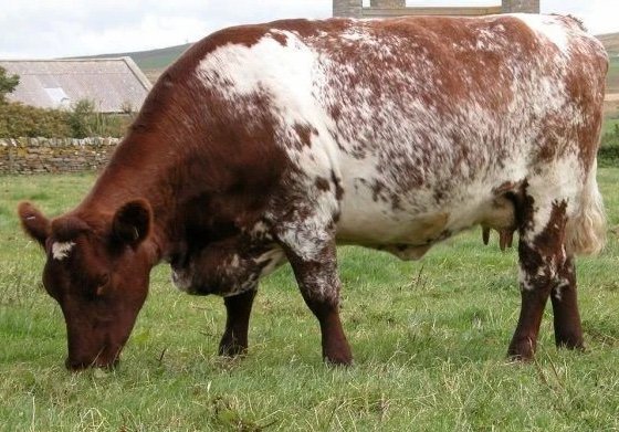 Milking Shorthorn Cattle For Sale - Live stock animals for sale worldwide - Global Equine Marketplac Milking Shorthorn Cattle For Sale - Live stock animals for sale worldwide - Global Equine Marketplace