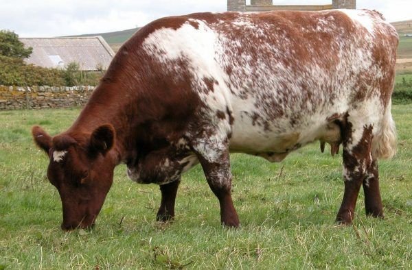 Milking Shorthorn Cattle - Live Stock Farm USA for sale worldwide - Global Equine Marketplace Milking Shorthorn Cattle - Live Stock Farm USA for sale worldwide - Global Equine Marketplace
