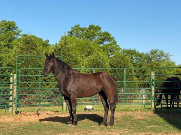 Mustang Horse for Sale for sale worldwide - Global Equine Marketplace