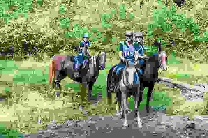 Oldenburg Horses for Sale | Global Equine Marketplace