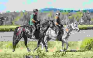 Pessoa Saddles and Bridles: Guide | Global Equine Marketplace