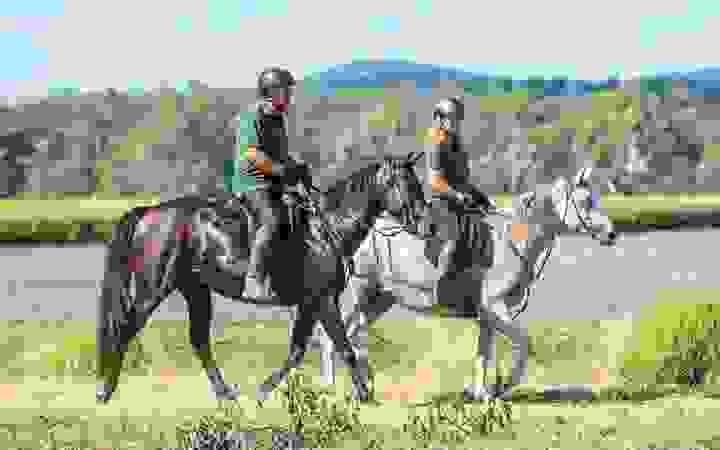 Pessoa Saddles and Bridles: Guide | Global Equine Marketplace