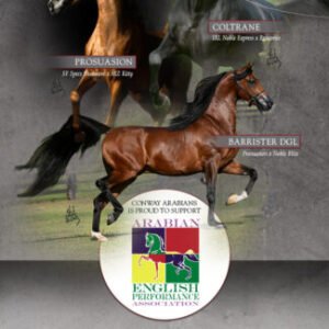 Pferdefutter und Nahrungsergänzungsmittel in den Vereinigten — for sale worldwide | Global Equine Ma Pferdefutter und Nahrungsergänzungsmittel in den Vereinigten — for sale worldwide | Global Equine Marketplace
