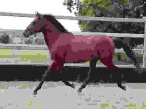 Prestige Italia Saddles: Buyer’s Guide | Global Equine Marketplace