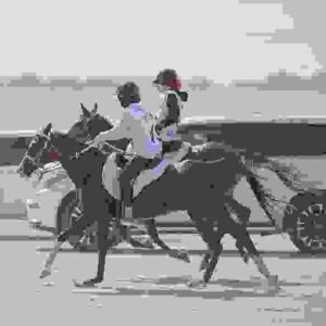 Puissance and Grand Prix Jumpers for Sale | Global Equine Marketplace