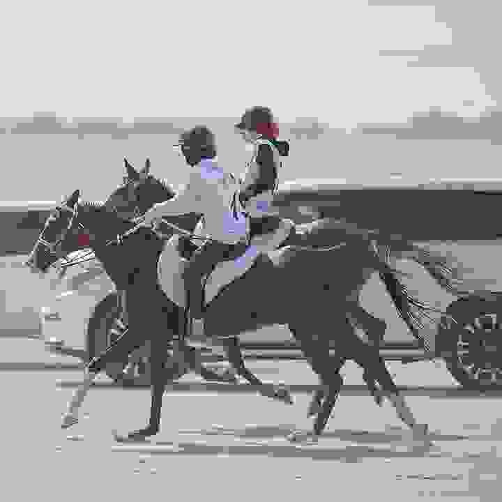Puissance and Grand Prix Jumpers for Sale | Global Equine Marketplace