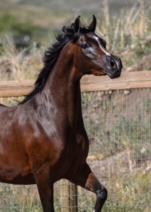 Réalisations et bovins d'exposition — for sale worldwide | Global Equine Marketplace